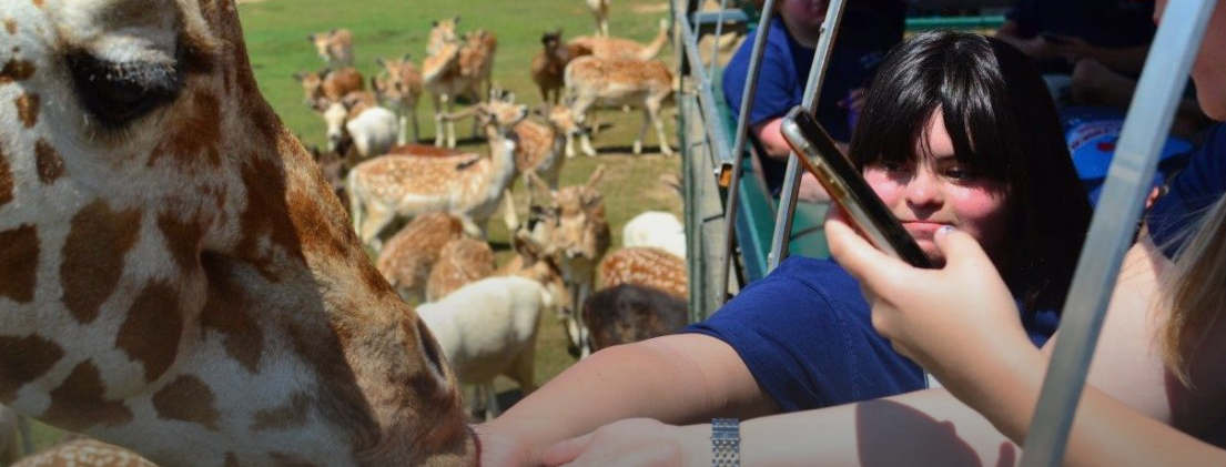 Girl with Down syndrome feeds giraffe.